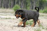 ROTTWEILER 257